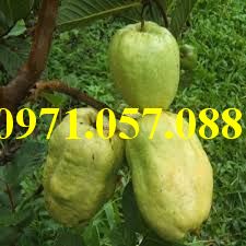 CÂY GIỐNG ỔI KHÔNG HẠT